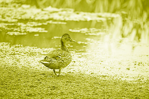 Duck Walking Through Algae For A Lake Swim (Yellow Shade Photo)