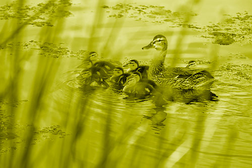 Ducklings Surround Mother Mallard (Yellow Shade Photo)
