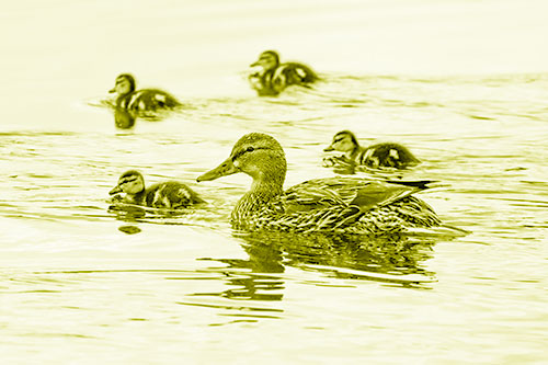 Ducklings Swim Along Mother Mallard Duck (Yellow Shade Photo)