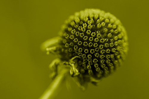Dying Globosa Billy Button Craspedia Flower (Yellow Shade Photo)