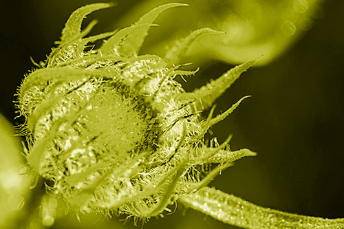Dying Sunflower Curling Up (Yellow Shade Photo)