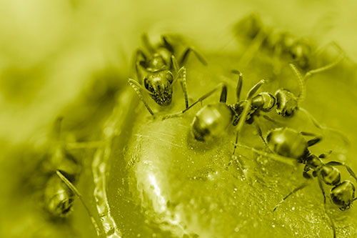 Excited Carpenter Ants Feasting Among Sugary Food Source (Yellow Shade Photo)