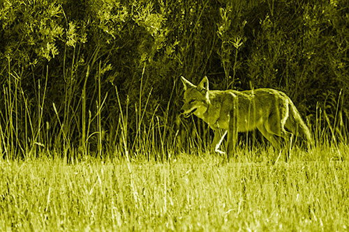 Exhausted Coyote Strolling Along Sidewalk (Yellow Shade Photo)