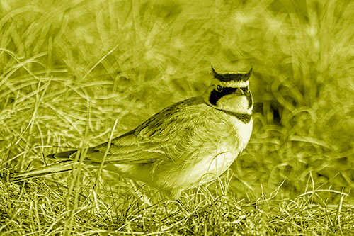 Eye Contact With A Horned Lark (Yellow Shade Photo)