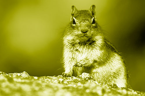 Eye Contact With Wild Ground Squirrel (Yellow Shade Photo)