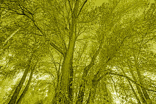 Fall Changing Autumn Tree Canopy Color (Yellow Shade Photo)