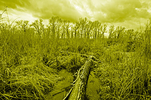 Fallen Snow Covered Tree Log Among Reed Grass (Yellow Shade)