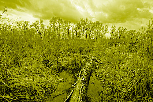 Fallen Snow Covered Tree Log Among Reed Grass (Yellow Shade Photo)