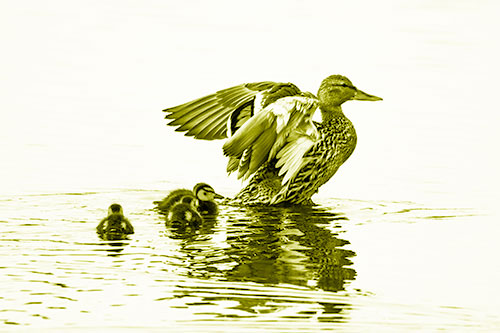 Family Of Ducks Enjoying Lake Swim (Yellow Shade Photo)
