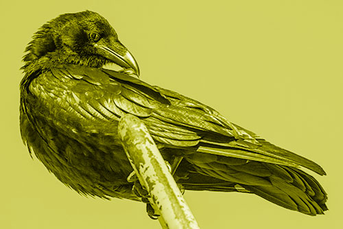 Feather Cleaning Raven Perched Atop Rusted Rail (Yellow Shade)