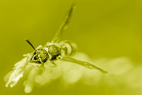 Feisty Wasp Gazes Upwards Among Plant Top (Yellow Shade)