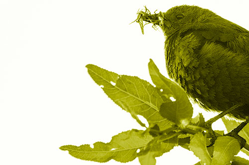 Female Brewers Blackbird Collects Mouthful Of Bugs (Yellow Shade)