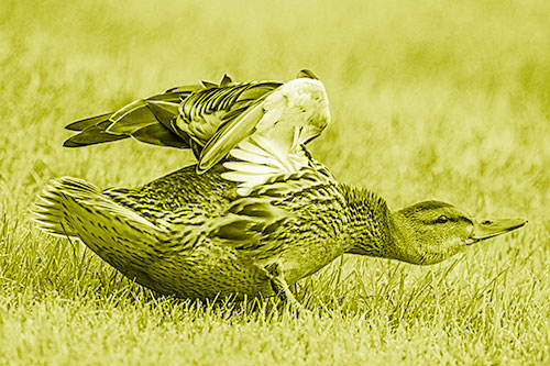 Female Mallard Duck Stretching Among Cut Grass (Yellow Shade)
