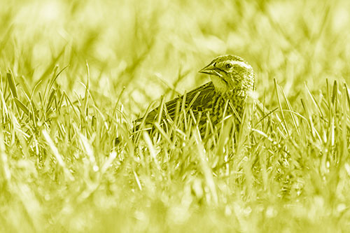 Female Red Winged Blackbird Taking Gander Among Grass (Yellow Shade)