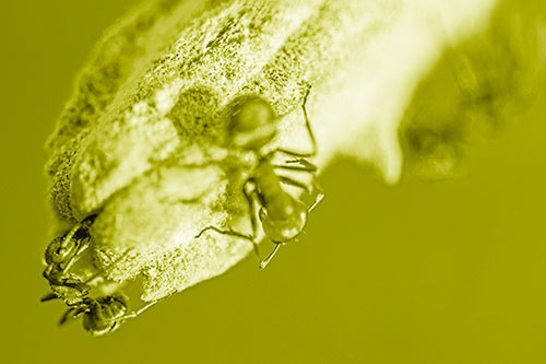 Fire Ants Crawling Among Milkweed Pod (Yellow Shade)