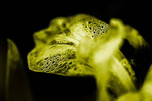 Fish Faced Dew Covered Iris Flower Petal (Yellow Shade Photo)