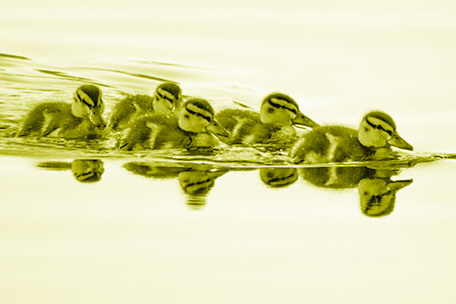 Five Baby Mallard Ducklings Swimming Across Lake Water (Yellow Shade)