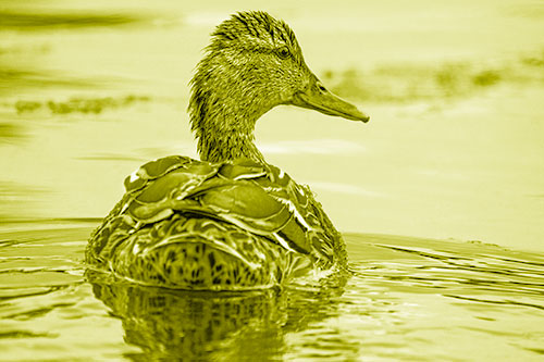 Floating Female Mallard Duck Glancing Sideways (Yellow Shade Photo)