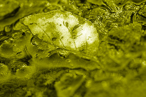 Floating Leaf Face Smirking Among Algae (Yellow Shade Photo)