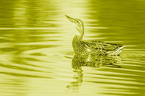 Floating Mallard Duck Watches Dragonfly Buzzing Above (Yellow Shade)