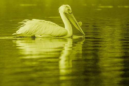 Floating Pelican Reflection Among Lake Water (Yellow Shade)