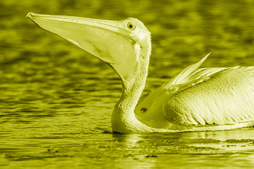 Floating Pelican Swallows Fishy Dinner (Yellow Shade Photo)