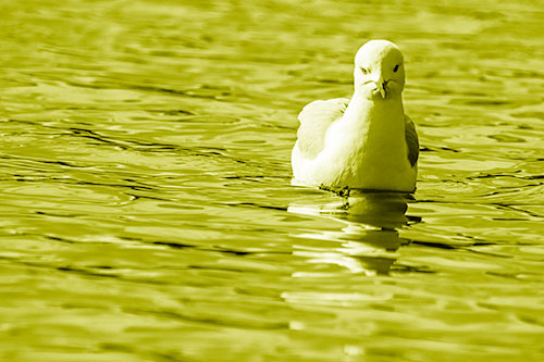 Floating Seagull Making Direct Eye Contact (Yellow Shade)