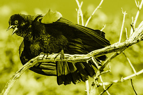 Fluffy Red Winged Blackbird Cawing Among Curving Branch (Yellow Shade)