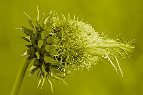 Fluffy Spiked Bug Eyed Thistle Face (Yellow Shade Photo)