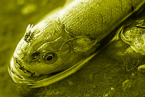 Fly Feasts Among Freshwater Whitefish Eyeball (Yellow Shade Photo)
