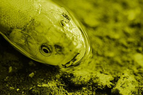 Fly Grooming Atop Dead Freshwater Whitefish Eyeball (Yellow Shade Photo)