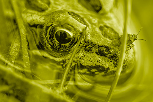 Fly Standing Atop Leopard Frogs Nose (Yellow Shade Photo)