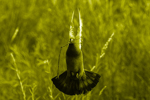 Flying Pigeon Carries Stick In Mouth (Yellow Shade)