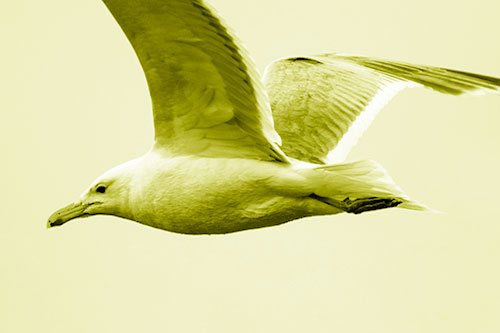 Flying Seagull Close Up During Flight (Yellow Shade Photo)