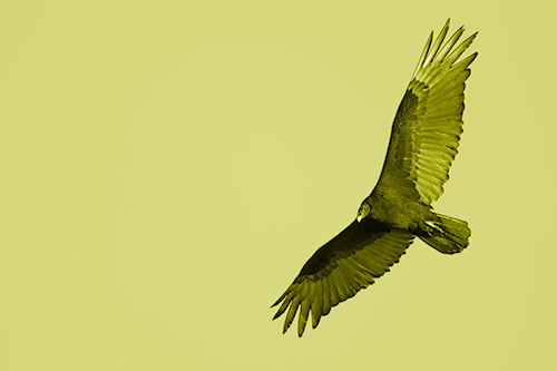 Flying Turkey Vulture Hunts For Food (Yellow Shade Photo)