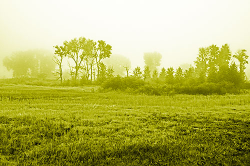 Fog Lingers Beyond Tree Clusters (Yellow Shade Photo)