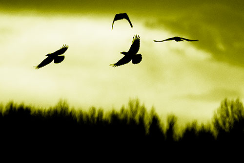 Four Crows Flying Above Trees (Yellow Shade Photo)