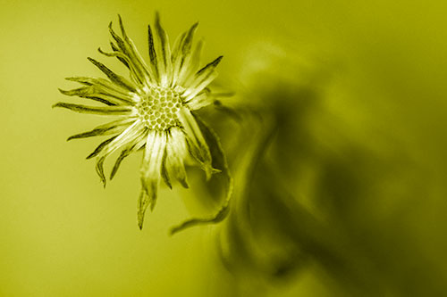 Freezing Aster Flower Shaking Among Wind (Yellow Shade Photo)