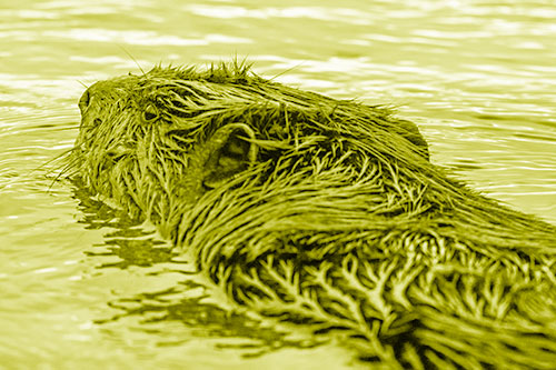 Frightened Beaver Swims Upstream River (Yellow Shade Photo)