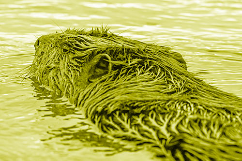 Frightened Beaver Swims Upstream River (Yellow Shade)