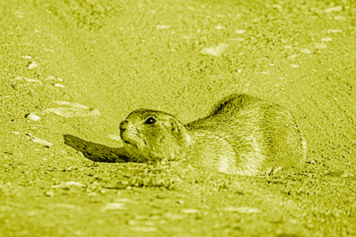 Frightened Russet Ground Squirrel Crouching Atop Dirt Mound (Yellow Shade)