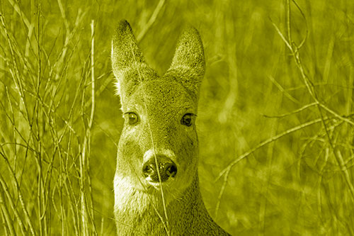 Frightened White Tailed Deer Staring (Yellow Shade Photo)