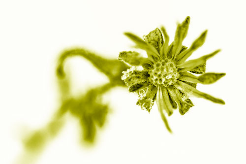 Frozen Ice Clinging Among Bending Aster Flower Petals (Yellow Shade Photo)