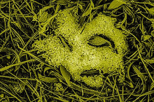Frozen Leaf Eyed Snow Face Among Frosty Grass (Yellow Shade)
