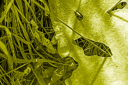 Frozen Protruding Grass Bladed Ice Face (Yellow Shade Photo)