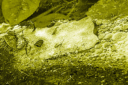 Frozen Rubber Eyed Ice Face Smiling Among Floating Leaves (Yellow Shade)