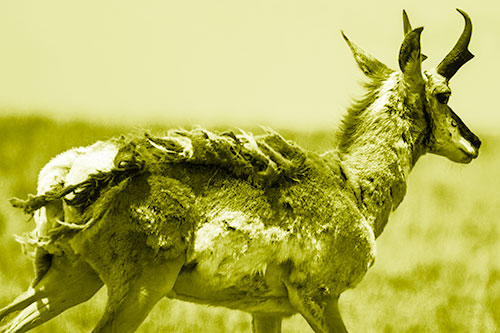 Fur Shedding Pronghorn Walking Along Grass (Yellow Shade Photo)