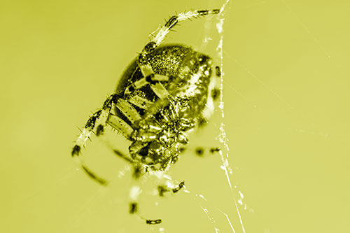 Furrow Orb Weaver Spider Descends Down Web (Yellow Shade Photo)