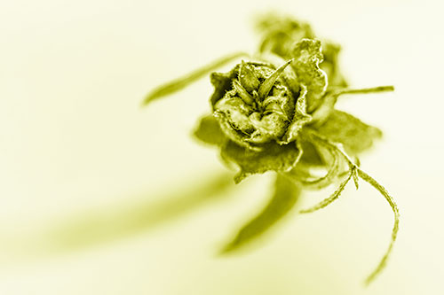 Fuzzy Blossoming Willow Cone Gall Midge (Yellow Shade Photo)