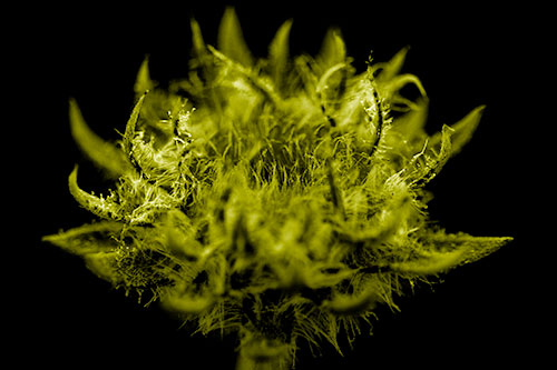Fuzzy Sunflower Bud Begins Blooming (Yellow Shade)